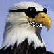 TheEagle